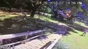 339C39DB00000578-3563131-Flames_The_plane_was_twisted_in_the_branches_of_the_tree_when_it-m-9_1461843622557