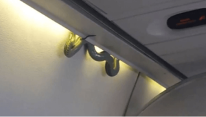 snake-on-board